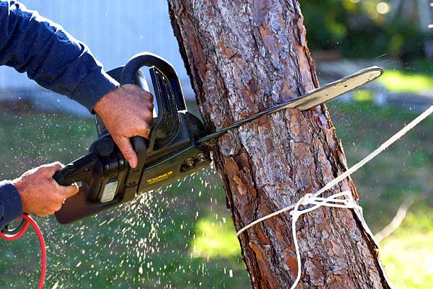 Best Tree Cabling and Bracing  in Shell Point, SC